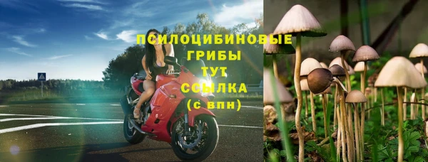 apvp Алзамай